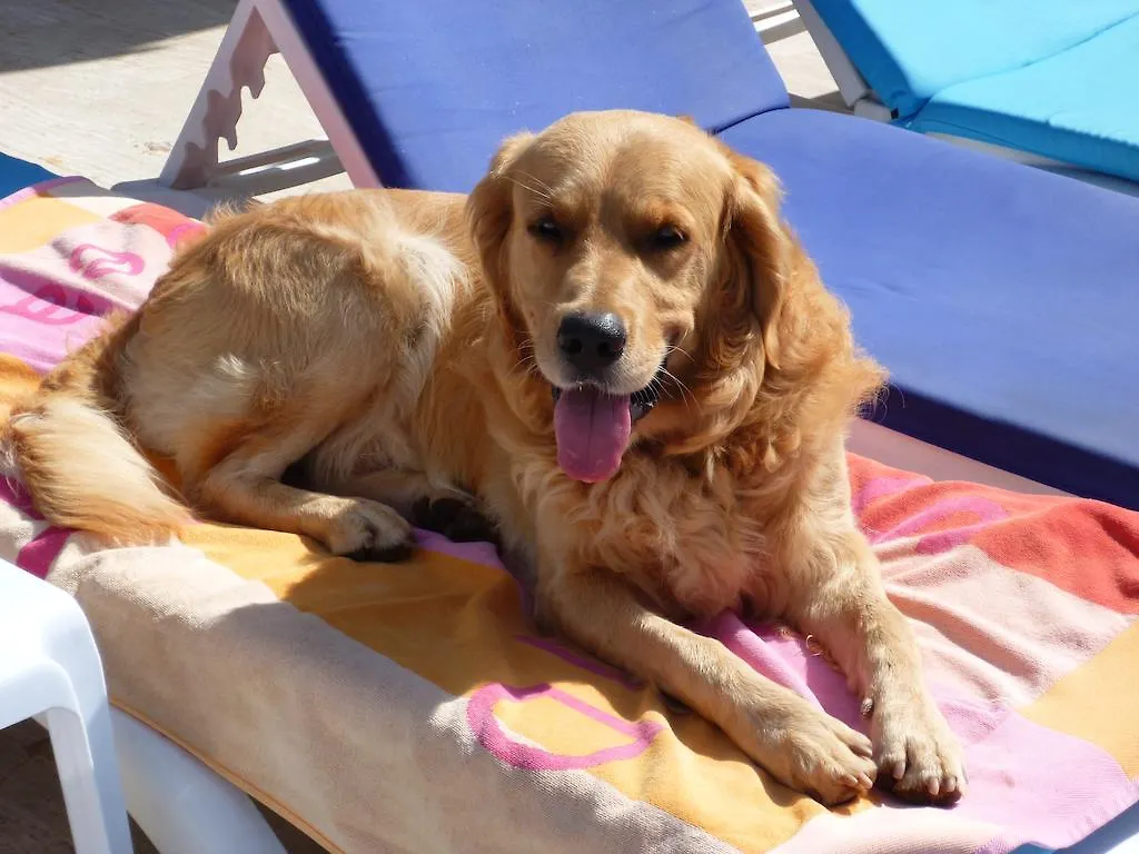 Merve Apartments, Your Home From Home In Central Bodrum, Street Cats Frequent The Property, Not All Apartments Have Balconies , Ground Floor Have Terrace With Table And Chairs 2*, Bodrum Turcja